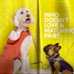 KatyK9 performs pet wrangling services for Chatelaine Magazine