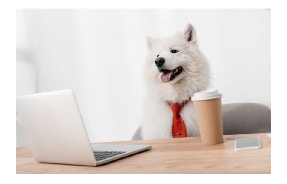 KatyK9onlinedogpuppyconsultationsandtraining